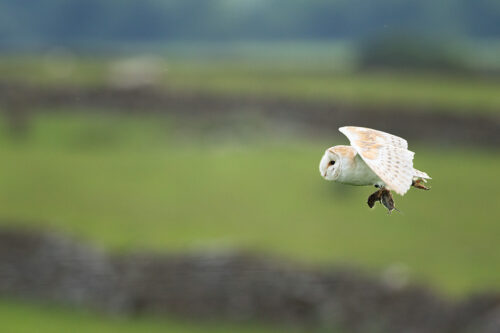 Barn owl with vole. Barn owl bringing a vole back to the nest to feed its demanding family. This owl was a particularly efficient hunter and kept successfully catching vole after vole.