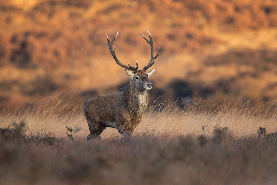 This huge red deer stag has been one of the dominant stags on the moorland for many years now. This year he was starting to look a little more tired, leaving me wondering how much longer his reign would continue. Derbyshire, Peak District National Park.