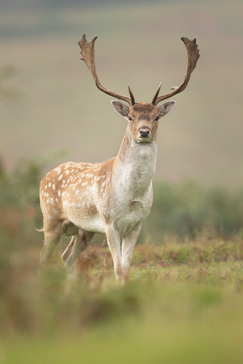 A proud fallow deer stag during the Autumn rutting season. Leicestershire, UK. 