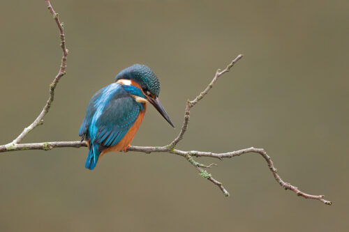 Kingfisher on a Lichen Covered Branch. Portrait of a male kingfisher perched on a lichen covered branch. Sheffield, UK.