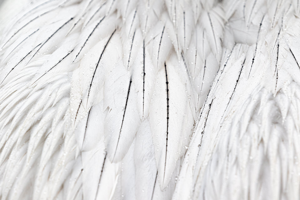 Dalmatian Pelican Feathers. Detailed close up of the stunning black and white plumage of an adult Dalmatian Pelican. The birds were so habituated in some areas they came close enough to capture wide angle and fine detail images. 