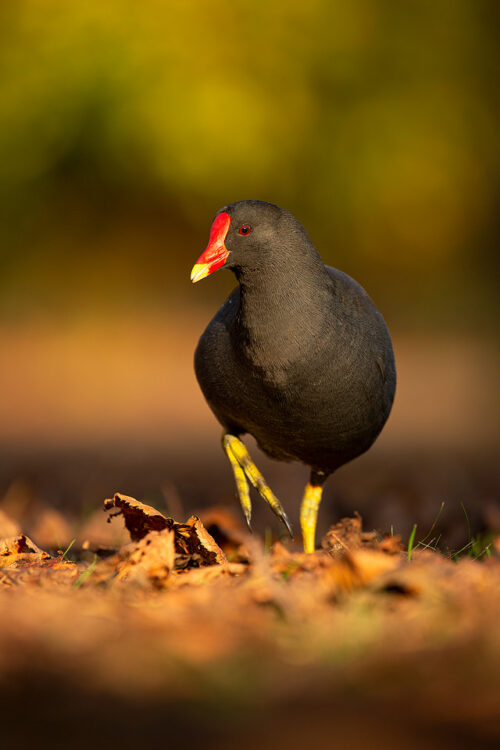 Moorhen in Afternoon Light, Autumn UK. 