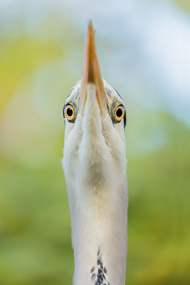 Grey heron looking down at me over its beak, London, UK. Although London may seem a strange choice for wildlife photography, it can actually provide some of the best opportunities as the wildlife is so habituated.