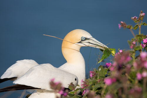 Gannet in Flowering Campion. Northern Gannet collecting nesting material amongst flowering purple campion. RSPB's Bempton Cliffs Nature Reserve in the East Riding of Yorkshire.