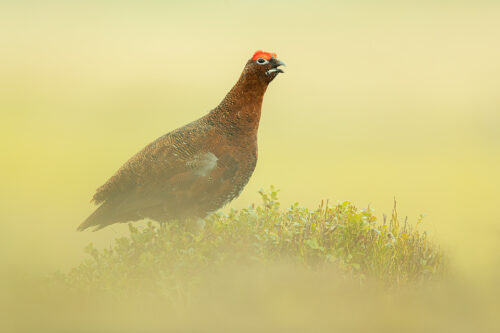 The Moorcock. Male red grouse calling from the top of a bilberry bush, Derbyshire, Peak District National Park. Taken during my long term red grouse project where I spent several months photographing red grouse as they warmed up to the breeding season. Grouse are often very flighty and nervous, but after  spending so much time with the same birds some of the grouse got so used to my presence they ignored me and got on with their day allowing me to capture much more natural behaviour.