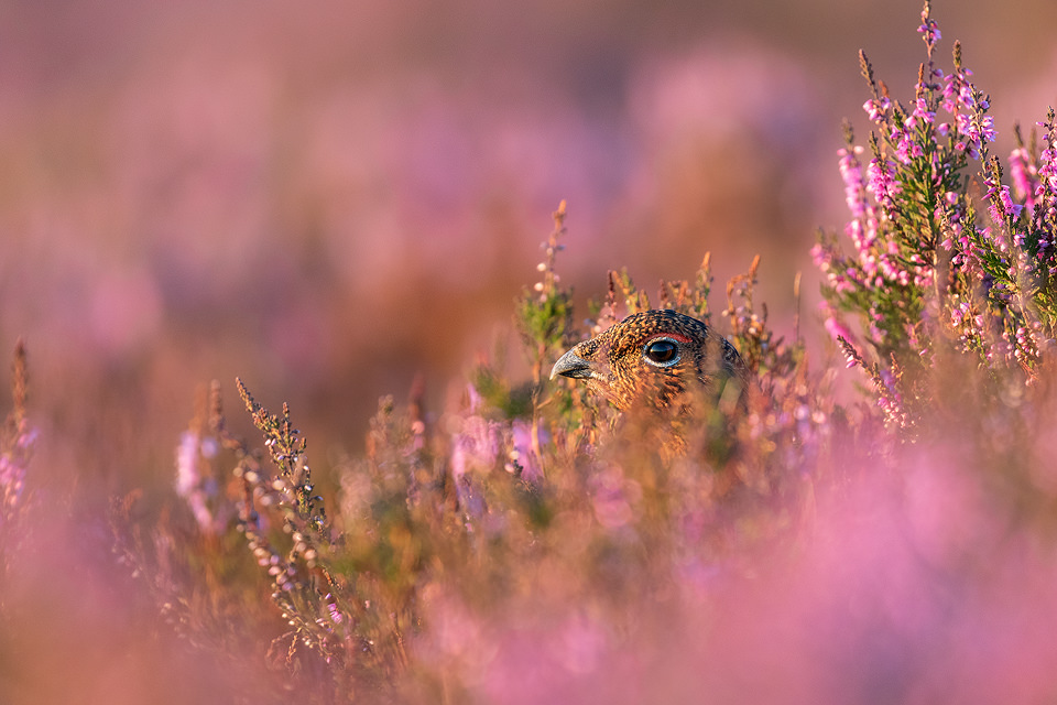 The moorfowl. A female Red Grouse (Lagopus lagopus) photographed amongst the heather on Derwent Edge in the Peak District National Park.