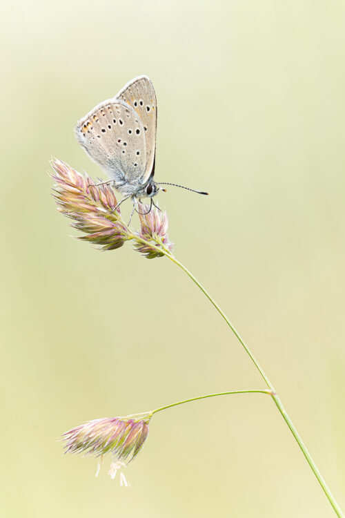 Scare copper butterfly on a grass seed head. Tyrol, Austria. Taken during a fantastic week in the Austrian Alps photographing the amazing range of plants and insects in the Alpine meadows. I won the trip as part of my award in the British Wildlife Photography Awards a while back and the tour focused primarily on macro photography. 