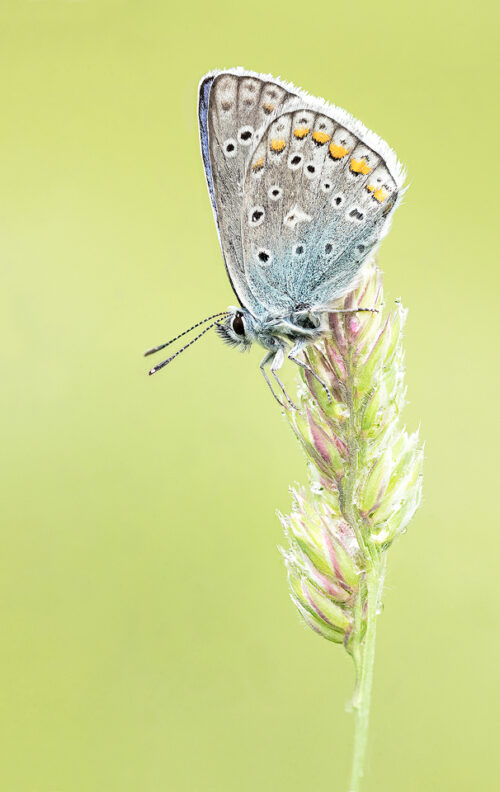 Common Blue Butterfly, Tyrol, Austria. This image was captured early morning as the butterfly slept, waiting for the sun to rise. Taken during a fantastic week in the Austrian Alps photographing the amazing range of plants and insects in the Alpine meadows. I won the trip as part of my award in the British Wildlife Photography Awards a while back and the tour focused primarily on macro photography.