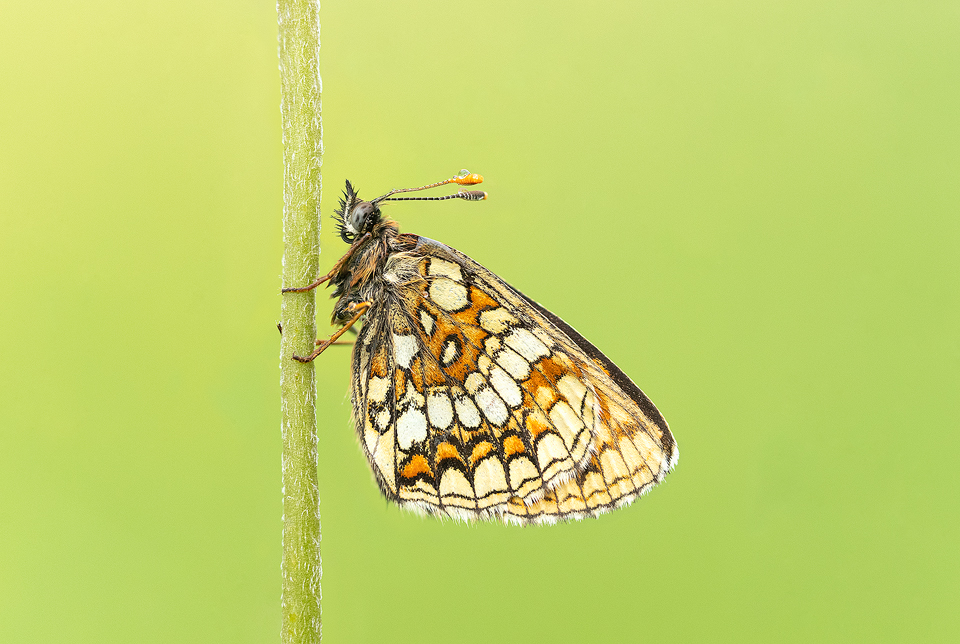 Fritillary Butterfly, Tyrol, Austria. This image was captured early morning as the butterfly slept, waiting for the sun to rise. Taken during a fantastic week in the Austrian Alps photographing the amazing range of plants and insects in the Alpine meadows. I won the trip as part of my award in the British Wildlife Photography Awards a while back and the tour focused primarily on macro photography.