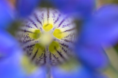 Trumpet gentian, Tyrol, Austria. This abstract close up of the inside of a striking blue trumpet gentian flower was taken during a fantastic week in the Austrian Alps photographing the amazing range of plants and insects in the Alpine meadows. I won the trip as part of my award in the British Wildlife Photography Awards a while back and the tour focused primarily on macro photography.