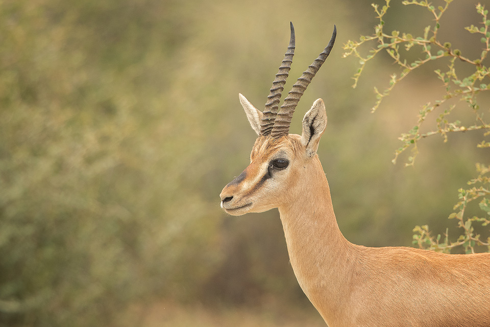 Chinkara Portrait - Francis J Taylor Photography Chinkara Portrait - Francis J Taylor Photography