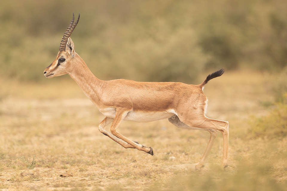 Indian Gazelle breaking into a run. Tal Chhappar, Rajasthan, India.