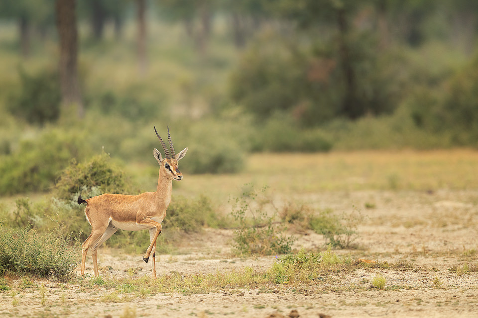 Chinkara Habitat - Francis J Taylor Photography Chinkara Habitat - Francis J Taylor Photography