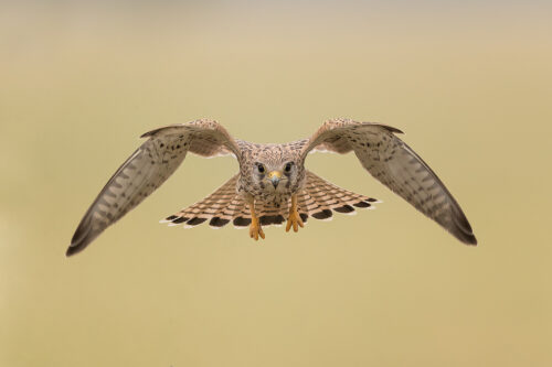 Eurasian Kestrel in flight. Common kestrel flying directly towards the lens in the grasslands of Tal Chhapar, Rajasthan, India.