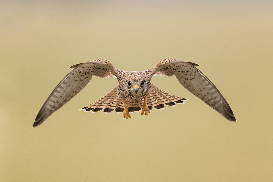 Eurasian Kestrel in flight. Common kestrel flying directly towards the lens in the grasslands of Tal Chhapar, Rajasthan, India.