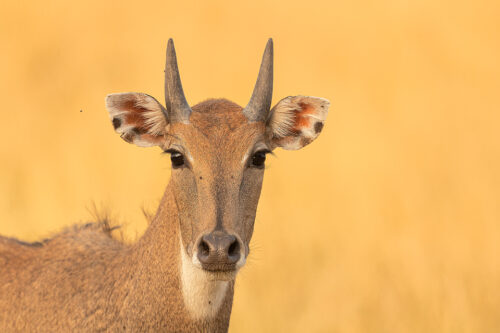 Close up portrait of a female Nilgai Antelope in the golden grasslands of Tal Chhapar, Rajasthan, India.