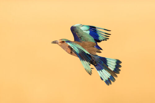 Indian Roller in flight. An Indian roller photographed mid flight hunting for locusts in the grasslands of Tal Chhapar, Rajasthan, India.