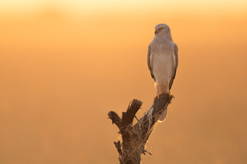 Backlit portrait of a Pallid Harrier perched on an old tree branch in warm evening sunshine. Tal Chhapar Sanctuary, Rajasthan, India.