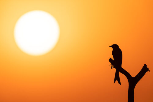 Silhouette of a Black drongo perched on a weathered post in front of the setting sun. Tal Chhapar, Rajasthan, India.