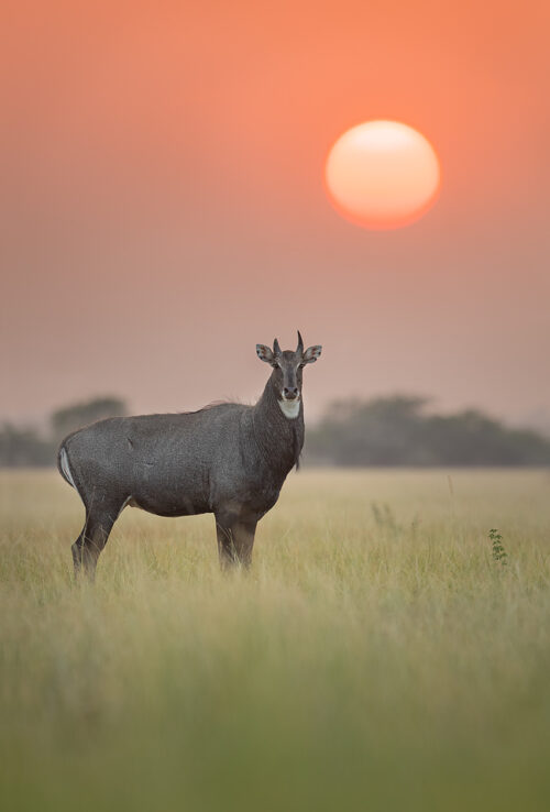 Blue Bull (Indian Antelope) in front of the setting sun. Photographed in the golden grasslands of Tal Chhapar, Rajasthan, India.