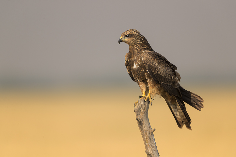 Black Kite perched on a weathered post in the grasslands of Tal Chhappar, Rajasthan, India.