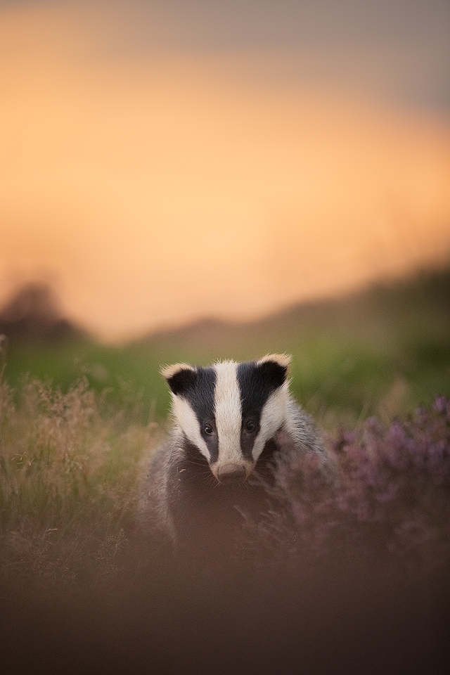 Sunset Badger Cub. A Badger cub poses next to a patch of flowering purple heather at sunset. Derbyshire, Peak District National Park.