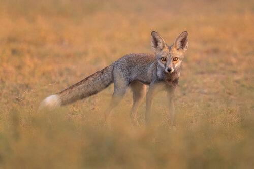 Indian Desert Fox at sunset, photographed in desert scrub habitat. Chhappar, Rajasthan, India.