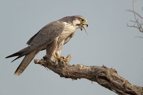 Laggar Falcon with Kill. Laggar falcon swallowing the tail of a spiny tailed lizard. Chhapar, Rajasthan, India.