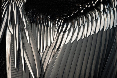 Indian Darter feathers. Close up image of an adult oriental darters feathers taken whilst the bird was drying its feathers after fishing. Bharatpur Bird sanctuary (Keoladeo National Park) Rajasthan, India.