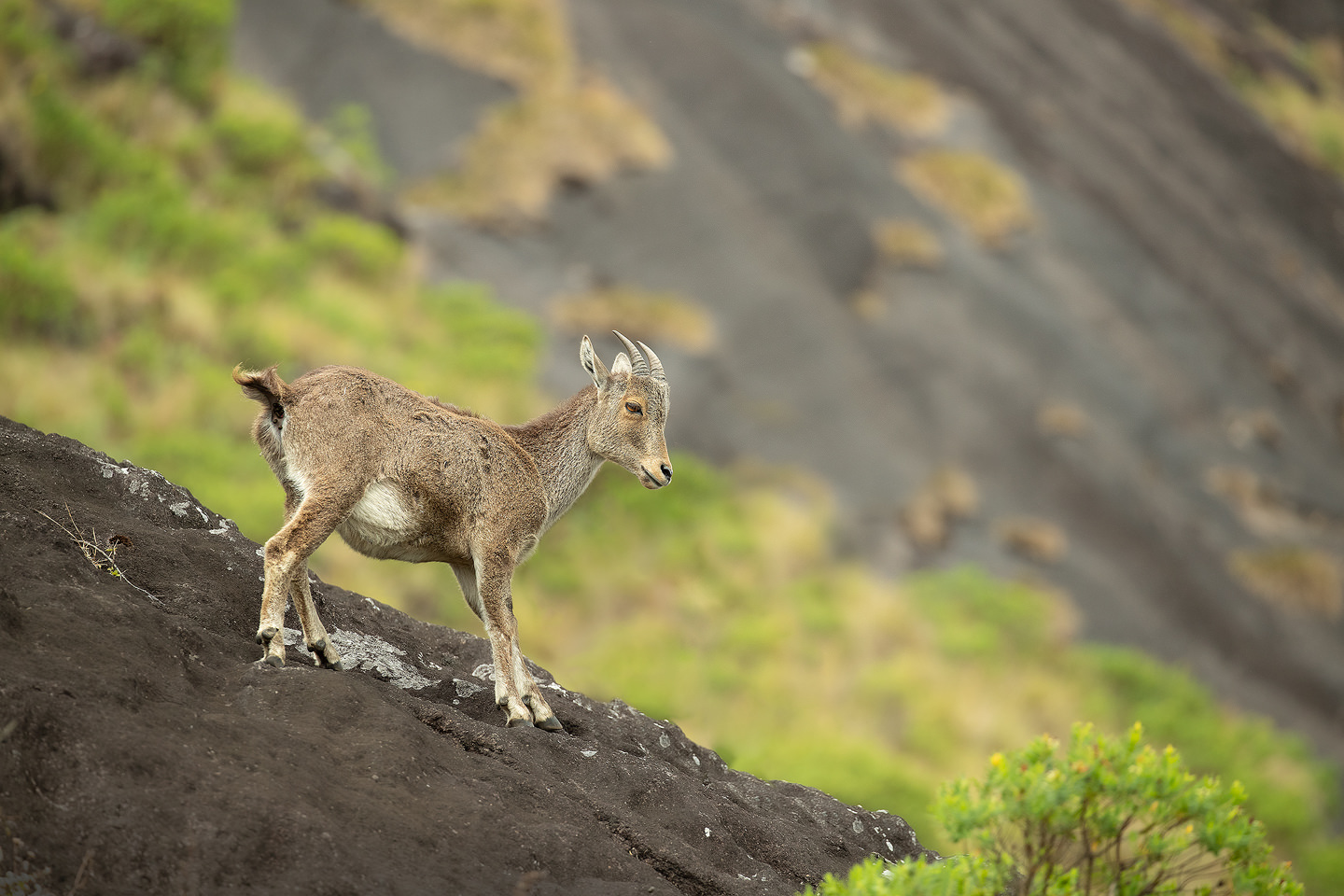 Nilgiri Tahr standing on an exposed rock face, Anamudi Peak, Eravikulam National Park, India. Anamudi is the the highest peak in south India, standing at a height of 2695m. 