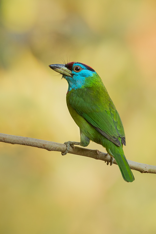 Blue-throated barbet portrait, showing powerful 'barbed' beak. Sattal, Himalayan foothills, Nainital, Uttarakhand, India.