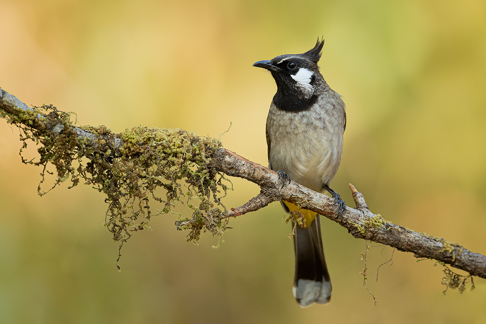 Himalayan bulbul on a mossy branch. Himalayan foothills, Nainital, Uttarakhand, India. 