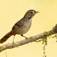 Sattal, a birders paradise