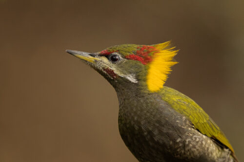 Close up portrait of an adult male lesser yellownape woodpecker. Himalayan foothills, Uttrakhand, India.