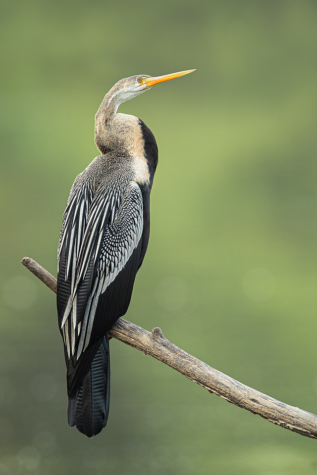 Oriental Darter Portrait. Indian Darter perched on favourite fishing perch overlooking a lake. Bharatpur Bird sanctuary (Keoladeo National Park) Rajasthan, India.