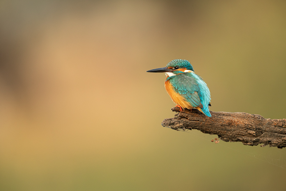 Male Kingfisher on a weathered branch overlooking the wetland. Bharatpur Bird sanctuary (Keoladeo National Park) Rajasthan, India.