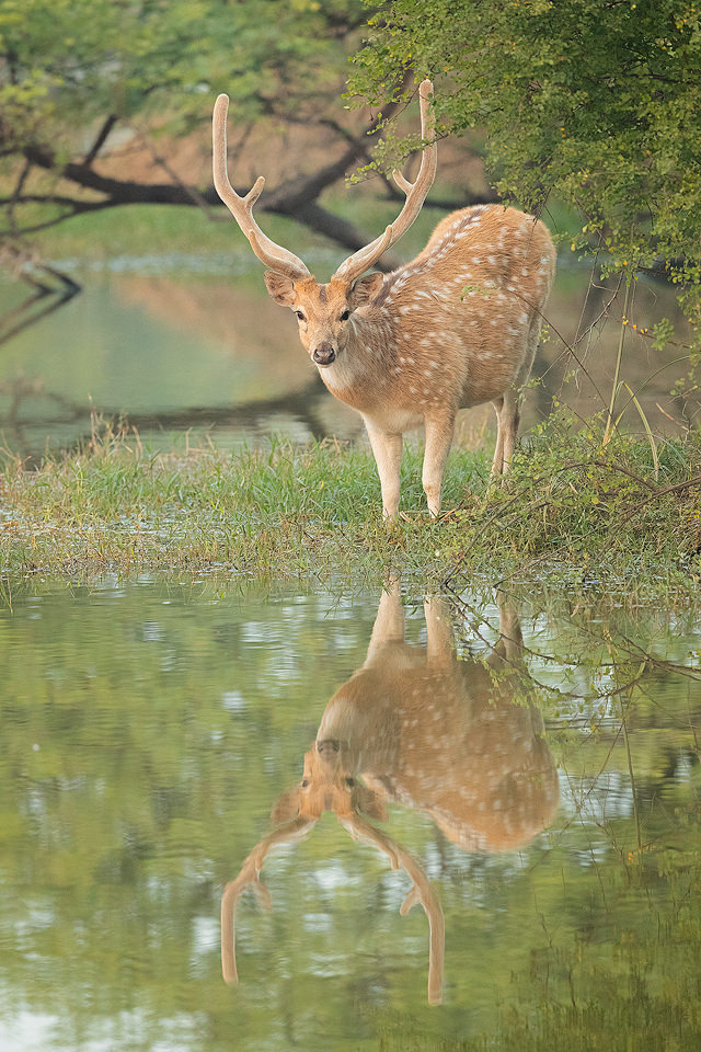 Spotted deer stag reflected in the wetlands of Bharatpur Bird sanctuary (Keoladeo National Park) Rajasthan, India.