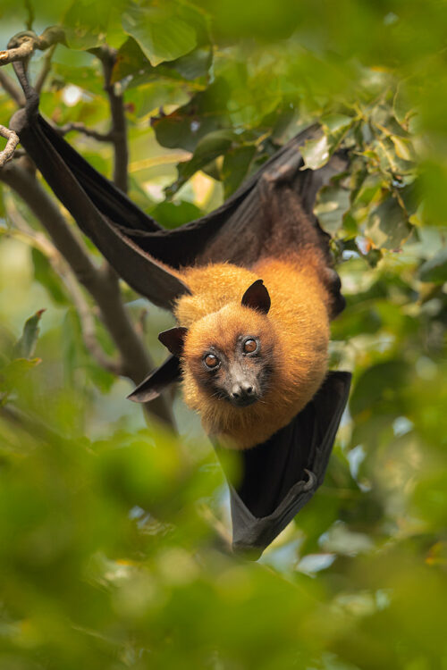 Indian Flying Fox (Pteropus medius) roosting during the day time in a large communal roost. Bharatpur Bird sanctuary (Keoladeo National Park) Rajasthan, India.