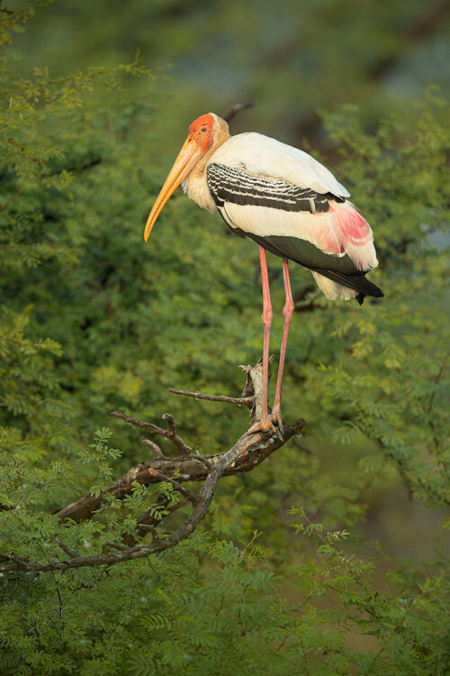 Adult Painted Stork in nesting tree. Bharatpur Bird sanctuary (Keoladeo National Park) Rajasthan, India.These tall wading birds are impressive in flight and can often be seen gliding high on the thermals.