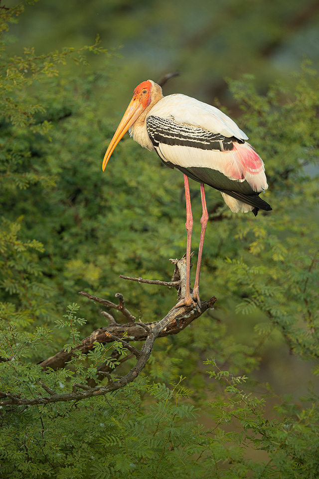 Adult Painted Stork in nesting tree. Bharatpur Bird sanctuary (Keoladeo National Park) Rajasthan, India.These tall wading birds are impressive in flight and can often be seen gliding high on the thermals.