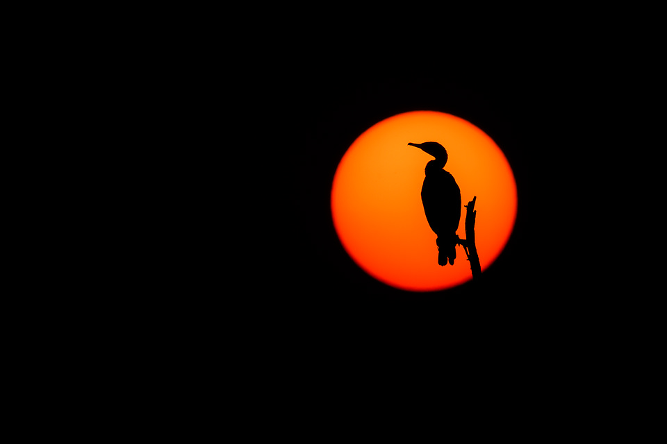 Indian Cormorant silhouetted against the setting sun. Bharatpur Bird sanctuary (Keoladeo National Park) Rajasthan, India.