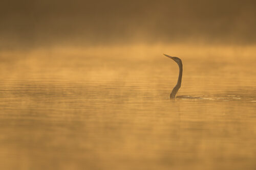 Oriental darter fishing at sunrise with golden sunshine illuminating the morning mist drifting over the water. Bharatpur Bird sanctuary (Keoladeo National Park) Rajasthan, India.