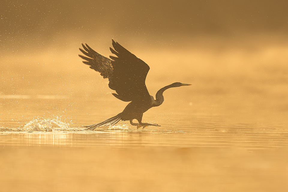 Oriental Darter taking off at sunrise with golden sunshine illuminating the morning mist drifting over the water. Bharatpur Bird sanctuary (Keoladeo National Park) Rajasthan, India.
