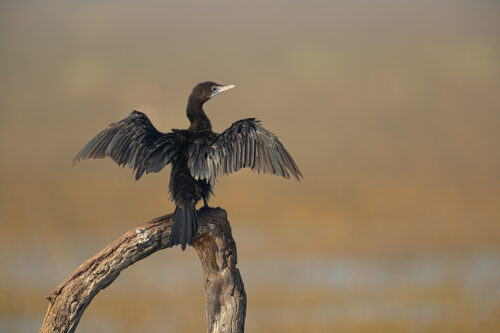 Pygmy Cormorant drying out wings on an old weathered tree. Bharatpur Bird sanctuary (Keoladeo National Park) Rajasthan, India.