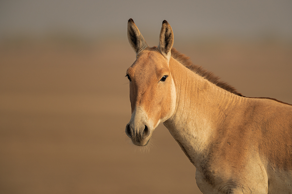 Close up portrait of an Indian wild ass stallion on the dry dusty plains of the Rann. Little Rann of Kutch, Gujarat, India.
