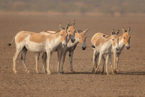 Indian Wild Ass Group. A group of wild ass stares curiously at the camera. Little Rann of Kutch, Gujarat, India.