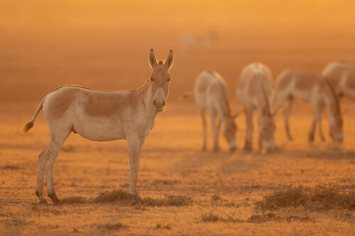 Indian Wild Ass grazing. A young stallion looks inquisitively towards the camera whilst a group of wild ass graze in the background. Little Rann of Kutch, Gujarat, India.