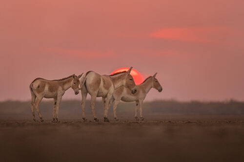 Ghudkhur Sunset. A group of wild ass against the setting sun. Little Rann of Kutch, Gujarat, India.