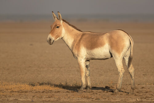 Indian Wild Ass Portrait. Handsome Indian wild ass stallion on the dry dusty plains of the Rann. Little Rann of Kutch, Gujarat, India.