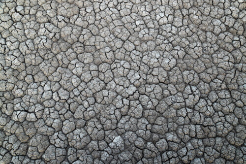 Intricate patterns in the dry cracked earth. Little Rann of Kutch, Gujarat, India. The Little Rann of Kutch (LRK) is a unique habitat comprising of saline desert plains, thorny scrubland, arid grasslands, wetlands and marshes.